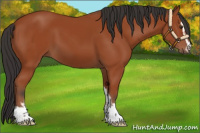 Horse Color:Brown Sabino
