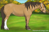 Horse Color:Buckskin 