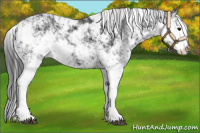 Horse Color:Black Sabino