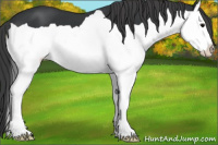 Horse Color:Black Splash Appaloosa 