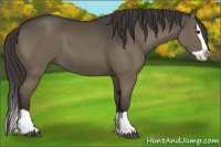 Horse Color:Smoky Grullo Splash 