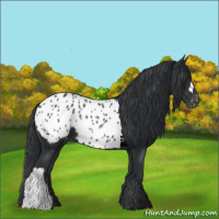 Horse Color:Black Appaloosa 