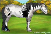 Horse Color:Blue Onyx Ice Frame