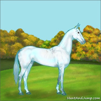 Horse Color:Gray Thunderstruck Black Appaloosa 