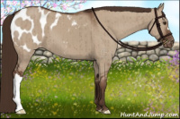 Horse Color:Liver Red Dun Appaloosa Brindle 