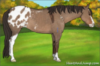 Horse Color:Liver Red Dun Sabino Appaloosa 
