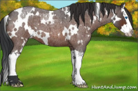 Horse Color:White Spotted Brown Roan Splash Appaloosa 