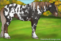 Horse Color:White Spotted Liver Chestnut Appaloosa 