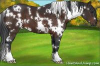Horse Color:White Spotted Brown 