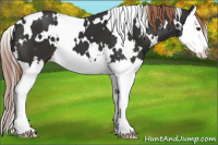 Horse Color:White Spotted Liver Chestnut Splash 