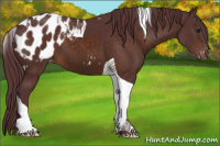 Horse Color:Chocolate Brown Tobiano Appaloosa 