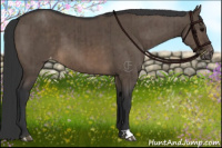 Horse Color:Brown Dun Appaloosa Brindle 