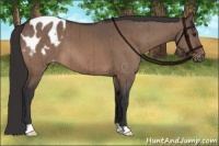 Horse Color:Brown Dun Appaloosa Brindle 