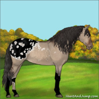 Horse Color:Brown Dun Tobiano Appaloosa 