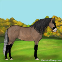 Horse Color:Brown Dun Splash 
