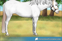 Horse Color:Bay Dun Snowcap