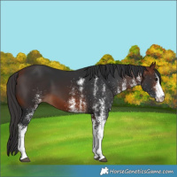 Horse Color:White Spotted Bay 