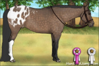 Horse Color:Brown Dun Appaloosa Brindle 
