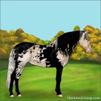 Horse Color:Silver Bay Dun Tobiano Appaloosa 