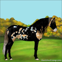 Horse Color:Buckskin Splash Tobiano Blanket 