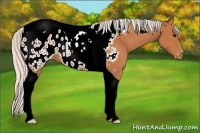 Horse Color:Silver Bay Tobiano Appaloosa 