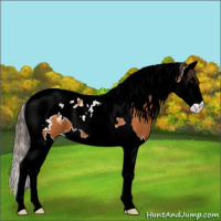 Horse Color:Buckskin Splash Tobiano Appaloosa 