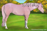 Horse Color:Watercolor Gold Cream Champagne 