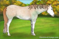 Horse Color:Gold Champagne Ice Splash 