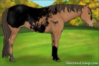 Horse Color:Void Bay Roan Appaloosa 