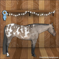 Horse Color:Brown Dun Appaloosa Brindle 
