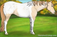 Horse Color:Buckskin Pearl Tobiano Blanket 