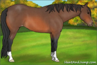 Horse Color:Bay Roan Appaloosa