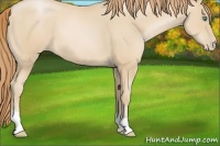 Horse Color:Smoky Black Pearl 