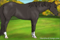 Horse Color:Smoky Black 