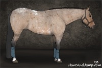 Horse Color:Bay Roan Dun Tobiano 