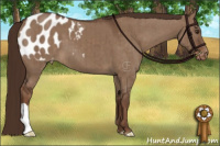 Horse Color:Liver Red Dun Appaloosa Brindle 