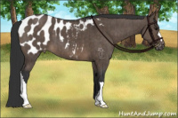 Horse Color:Brown Dun Appaloosa Brindle 