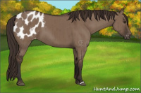 Horse Color:Liver Red Dun Appaloosa Brindle