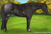 Horse Color:Smoky Black Ice 
