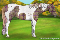 Horse Color:Plaid  Chestnut Ice Tobiano 