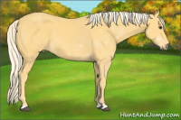 Horse Color:Palomino