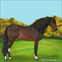 Horse Color:Buckskin Rabicano 