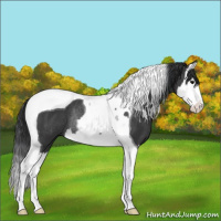 Horse Color:Black Splash Tobiano Rabicano 