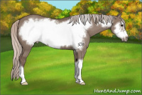 Horse Color:Silver Grullo Frame 