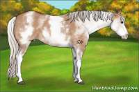 Horse Color:White Spotted Silver Bay Dun