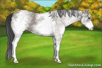 Horse Color:White Spotted Grullo 