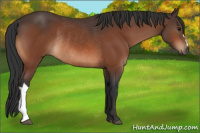 Horse Color:Bay Rabicano