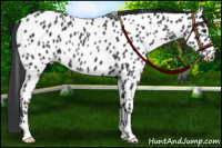 Horse Color:Black Near Leopard 