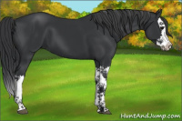 Horse Color:Black Splash 