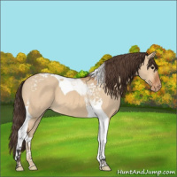 Horse Color:Bay Dun Tobiano Appaloosa 